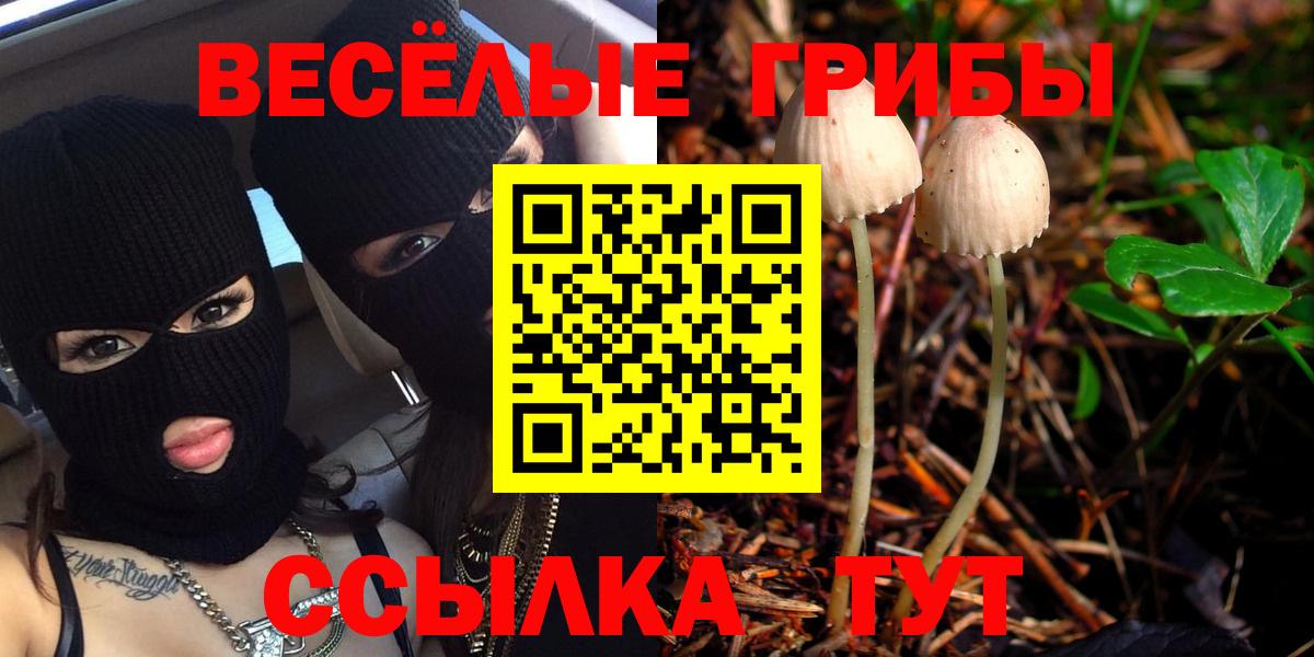 Галлюциногенные грибы Psilocybine cubensis Саяногорск